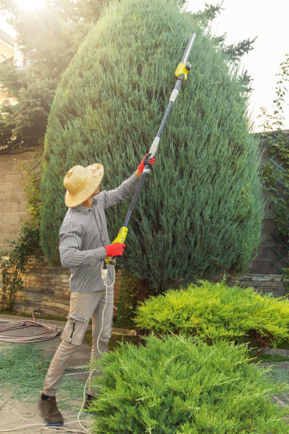 Best Tree Disease Treatment  in Oakdale, LA